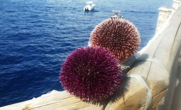 Gradola Beach e Capri Blue Service - Unforgettable holidays in Capri