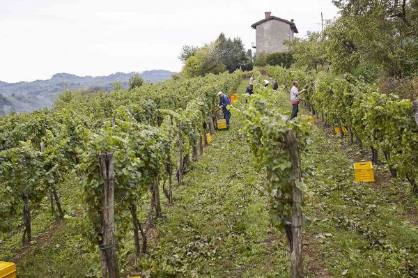 Cantina Produttori Cormons - Vini di qualità in Friuli