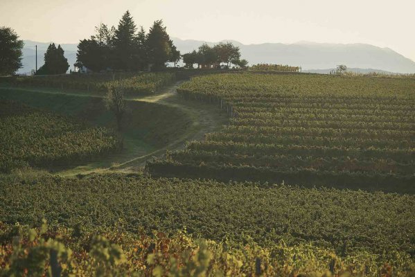 Cantina Produttori Cormons - High quality wines in Friuli