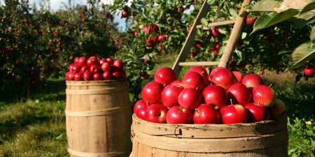 Venosta Valley, paradise for apples and outdoor