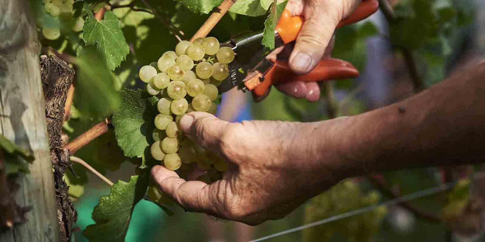 Cantina Produttori Cormòns