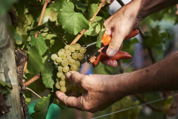 Cantina Produttori Cormons - Vini di qualità in Friuli