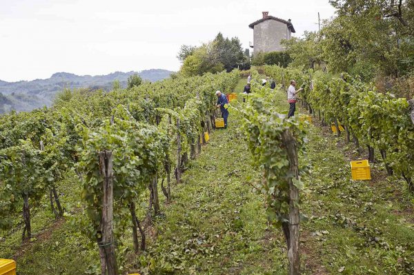 Cantina Produttori Cormons - High quality wines in Friuli