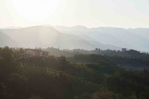 Cantina Produttori Cormons - High quality wines in Friuli