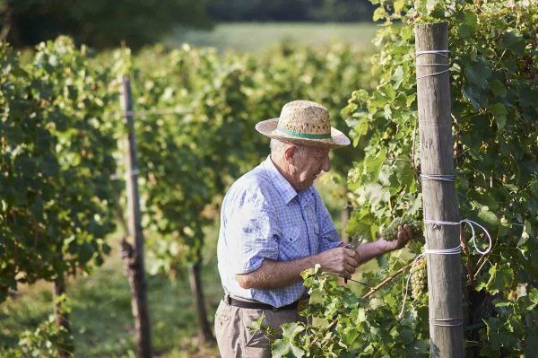 Cantina Produttori Cormons - High quality wines in Friuli