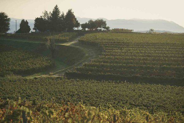 Cantina Produttori Cormons - Vini di qualità in Friuli