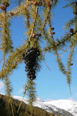 Agriturismo Fontanella - Traditional tastes in Livigno