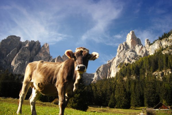 Stella Alpina Spiz Piaz - Refuge of the Catinaccio